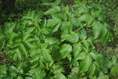 Angelika - Angelica archangelica L., Apiaceae