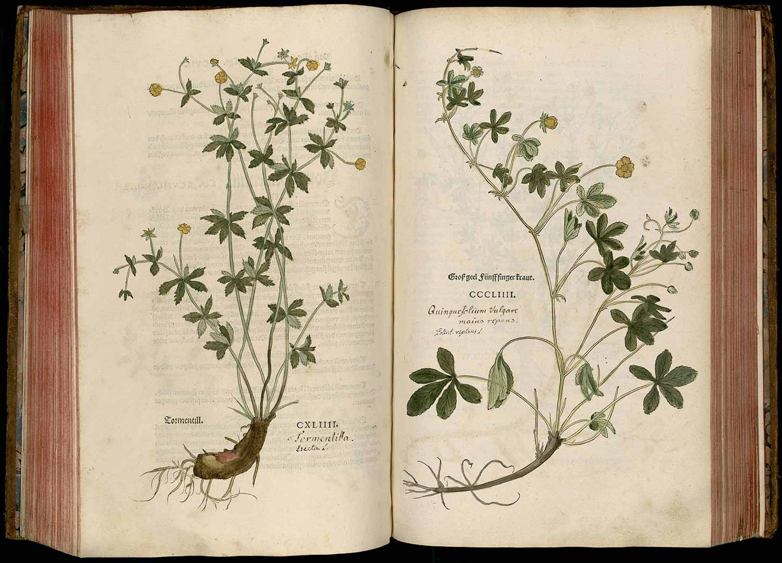 Arzneipflanze des Jahres 2024: Blutwurz - Potentilla erecta - Welterbe  Klostermedizin