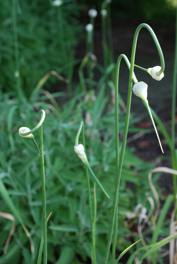 Knoblauch – Allium sativum L.