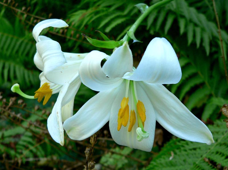 Weiße Lilie, Madonnenlilie - Lilium candidum L. – Familie: Liliaceae