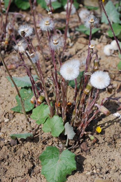 Huflattich - Tussilago farfara L. – Familie: Asteraceae (Compositae)