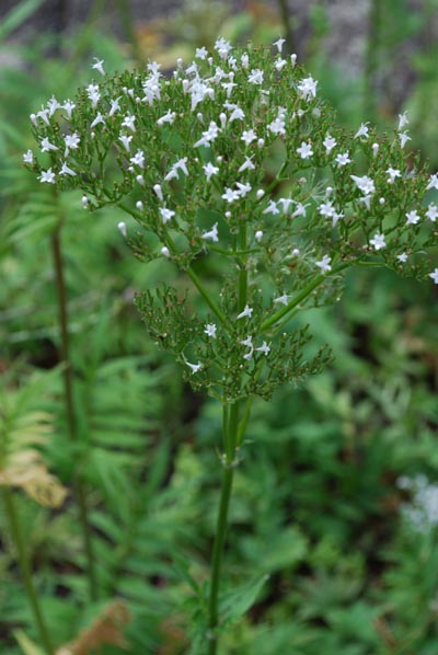 Arznei-Baldrian - Valeriana officinalis – Familie: Valerianaceae
