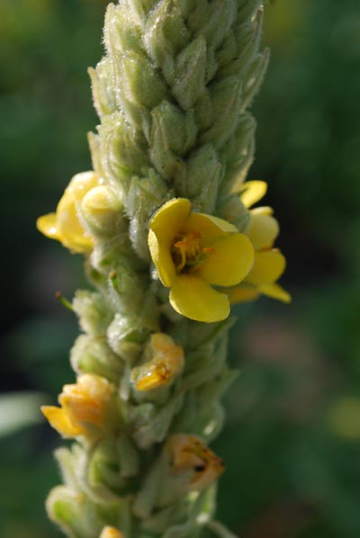Windblumen-Königskerze - Verbascum phlomoides L. – Familie: Scrophulariaceae