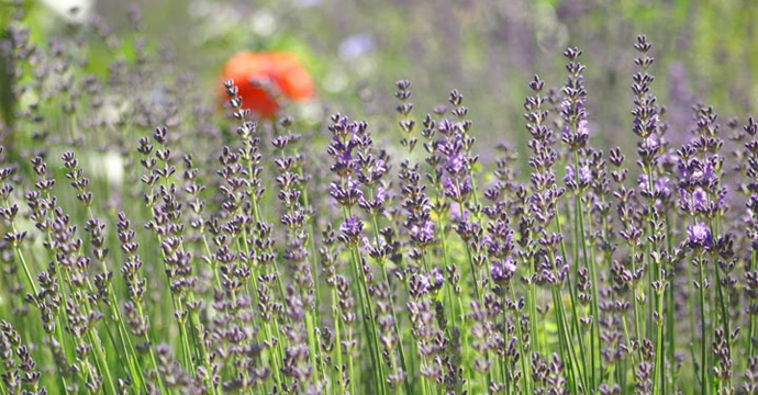 Arzneipflanze des Jahres 2020