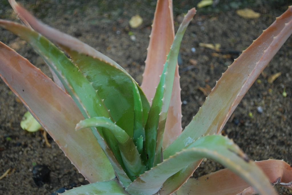 aloe vera spray wirkung Bio Aloe Vera Spray