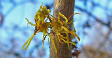 Zauberstrauch – Hamamelis virginiana L.