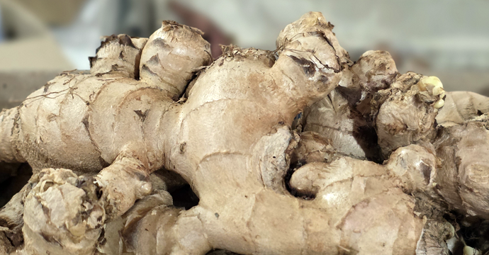 Arzneipflanze des Jahres 2026