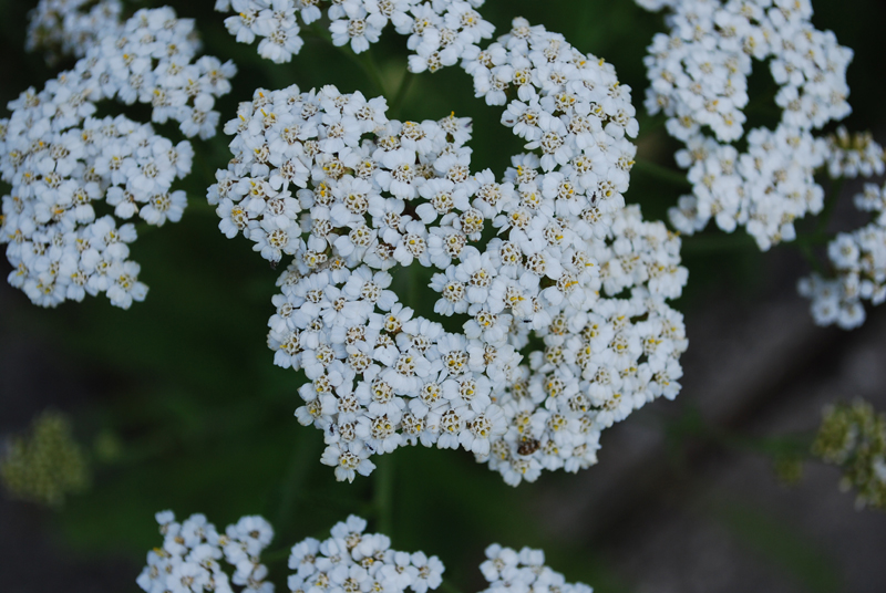 Wiesen-Schafgarbe - Achillea millefolium L. agg. – Familie: Asteraceae